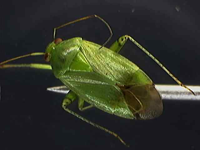 Lygocoris lucorum
